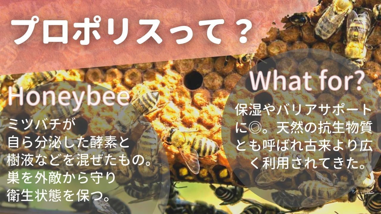 プロポリスって?Honeybee『ミツバチが自ら分泌した酵素と「樹液などを混ぜたもの。巣を外敵から守り衛生状態を保つ。Whatfor?保湿やバリアサポートに。天然の抗生物質とも呼ばれ古来よりく利用されてきた。